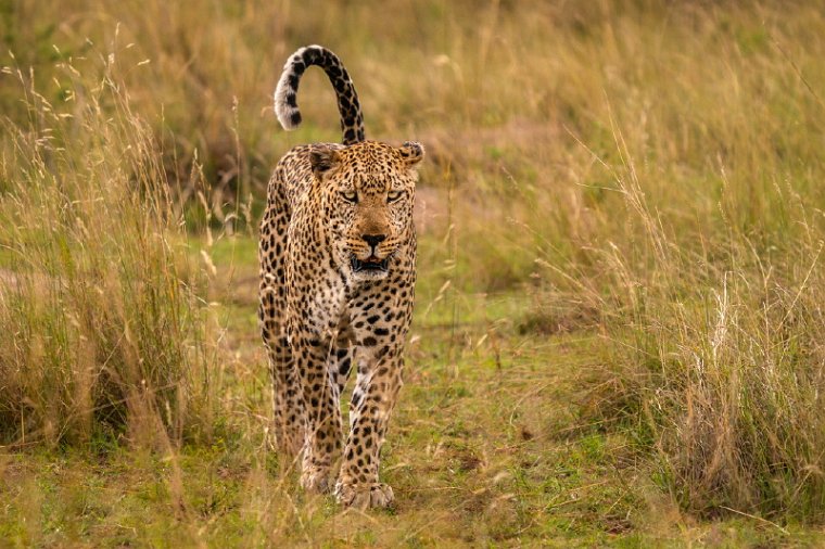 050 Masai Mara.jpg